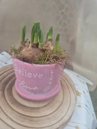 Tazza ceramica con bulbi narcisi