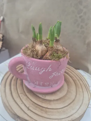 Tazza ceramica con bulbi narcisi