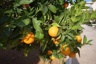 Chalet en venta en Porreres