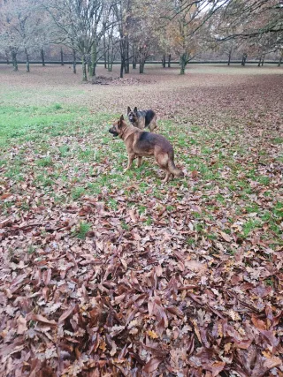 Regalo Hoja de carballo seca