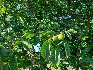 Terreno en venta en Fano en Gijón