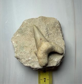 Diente Fósil Otodus Obliquus ancestro megalodon