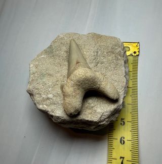 Diente Fósil Otodus Obliquus ancestro megalodon