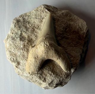 Diente Fósil Otodus Obliquus ancestro megalodon