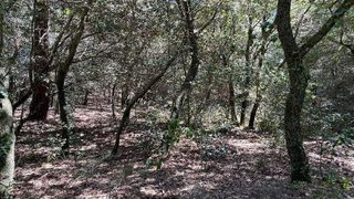 Terreno en venta en Matadepera