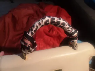 Borsa Gianni Versace 1994 Atelier AD Linda Evangel