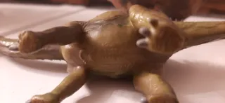 Dinosauro Agustinia Collecta