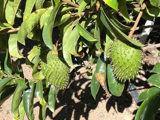 Terreno en venta en Buenavista del Norte