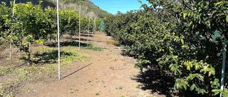 Terreno en venta en Buenavista del Norte