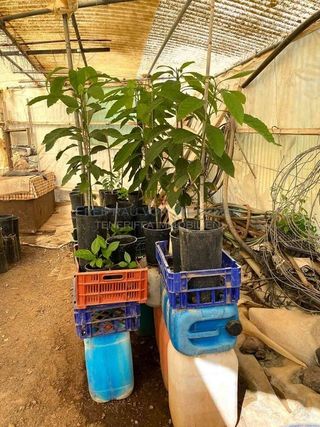 Terreno en venta en Buenavista del Norte