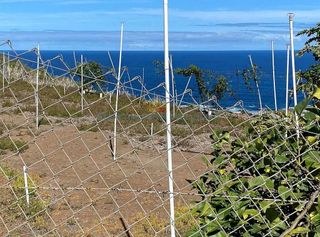 Terreno en venta en Buenavista del Norte