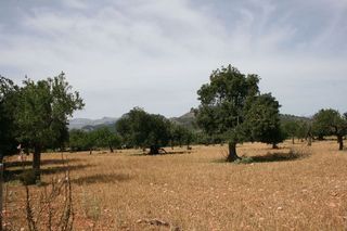 Solar en venta en Lloseta