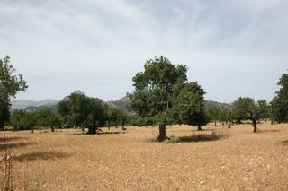 Solar en venta en Lloseta