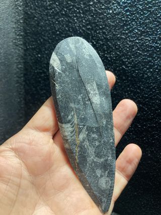 Fósil Ortoceras auténtico