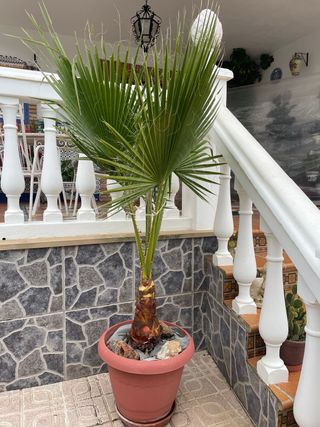 Palmera en maceta