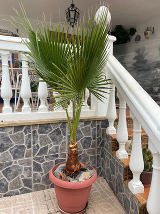 Palmera en maceta