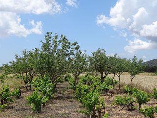 Terreno en venta en Porreres