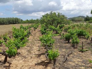 Terreno en venta en Porreres