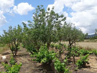 Terreno en venta en Porreres