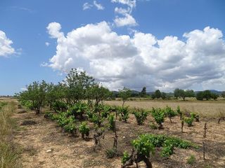 Terreno en venta en Porreres