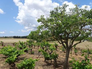 Terreno en venta en Porreres
