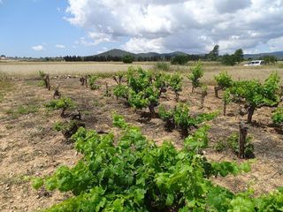 Terreno en venta en Porreres