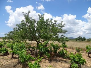 Terreno en venta en Porreres