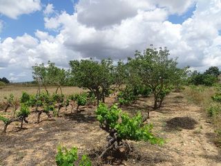 Terreno en venta en Porreres