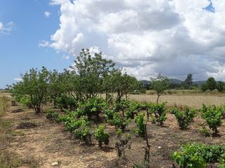 Terreno en venta en Porreres