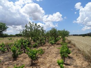Terreno en venta en Porreres