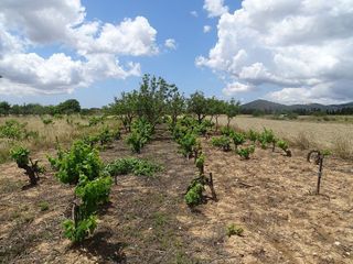 Terreno en venta en Porreres