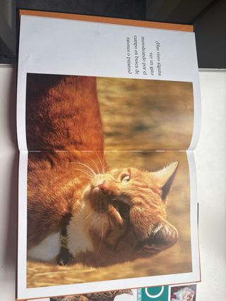 lote 4 libros de gatos