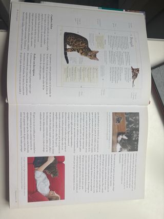 lote 4 libros de gatos