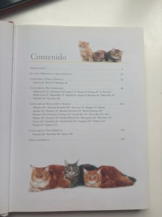 lote 4 libros de gatos