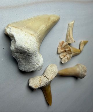 Lote 5 Dientes Fósiles Otodus Marruecos