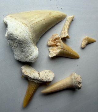 Lote 5 Dientes Fósiles Otodus Marruecos