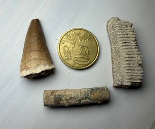 Lote 3 Fósiles: Diente Mosasaurio y más