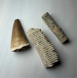 Lote 3 Fósiles: Diente Mosasaurio y más