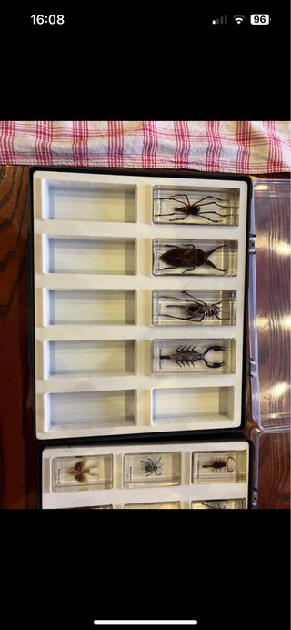 Collezione Insetti del Mondo