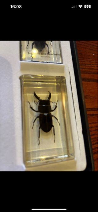 Collezione Insetti del Mondo