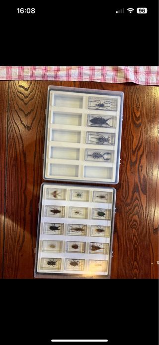 Collezione Insetti del Mondo