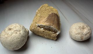 Lote 3 Fósiles: Diente Mosasaurio y Caracoles