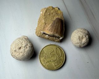 Lote 3 Fósiles: Diente Mosasaurio y Caracoles