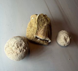 Lote 3 Fósiles: Diente Mosasaurio y Caracoles