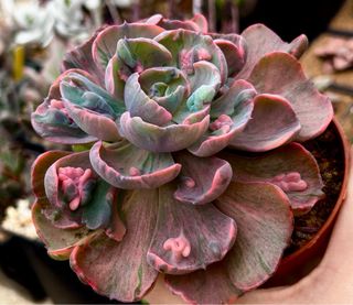 Echeveria Beyonce Suculenta