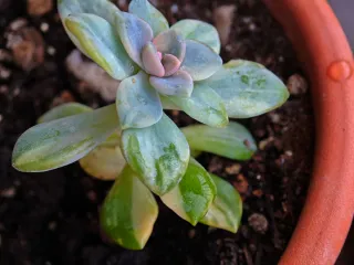 Echeveria Winter Beauty Variegata