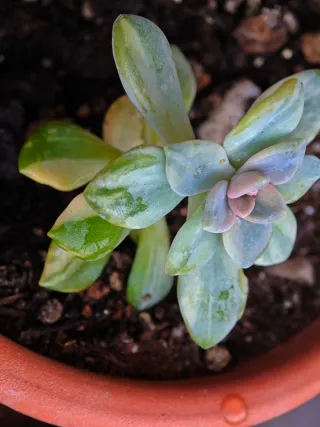 Echeveria Winter Beauty Variegata