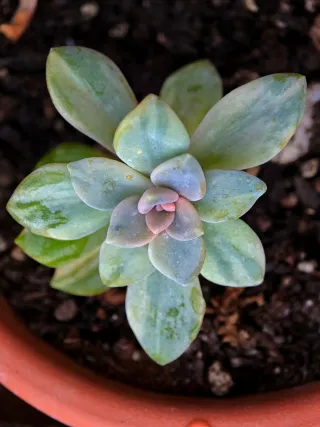 Echeveria Winter Beauty Variegata