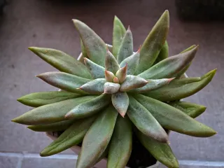 Pianta grassa Echeveria12cm