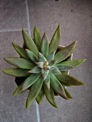 Pianta grassa Echeveria12cm